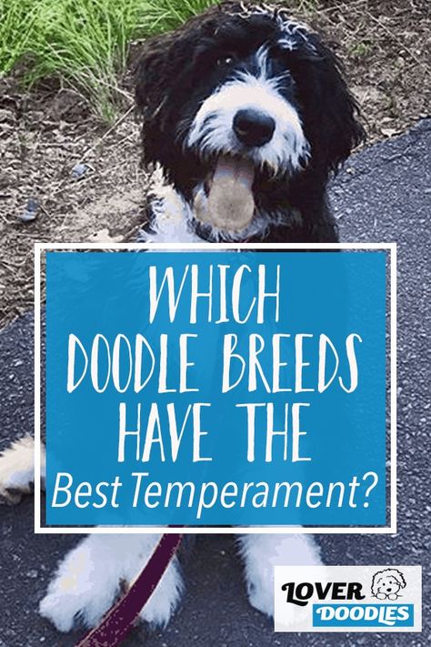 Borderdoodle Dogs, Doodle Dogs Breeds, Bernadoodles Full Grown, Toy Bernedoodle, Multipoo Hairstyles, Bernedoodle Grooming Styles, Doodle Dog Art, Whoodle Puppy, Mini Sheepadoodle