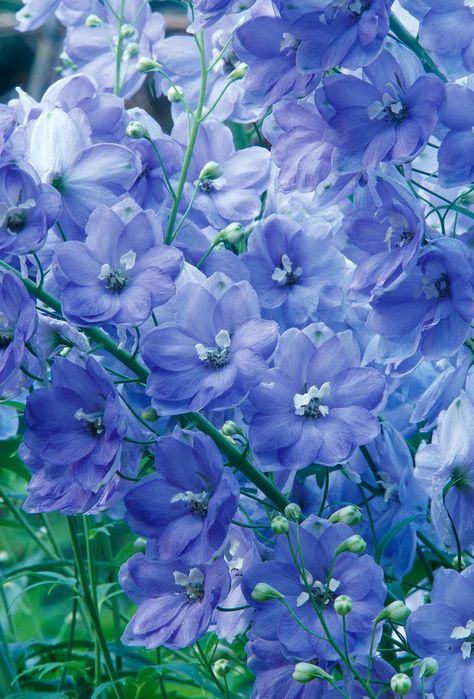 Delphinium Flower Aesthetic, Gabby Aesthetic, Delphinium Flower, Prettiest Flowers, Perennial Gardens, Larkspur Flower, Tattoo Plant, Delphinium Flowers, Flower Identification