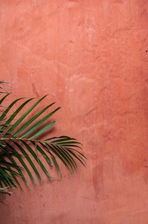 Summer Color Trends, Summer Nature Photography, Plant Texture, Peach Wallpaper, Pintura Exterior, Peach Aesthetic, Red Wall, Plant Photography, Trendy Tree