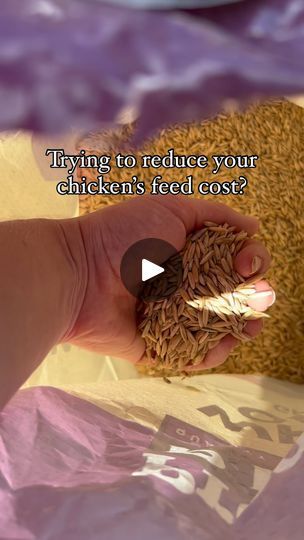 52K reactions · 4.5K shares | Oat grass is a great summer treat for your backyard chickens. 

This method is kind of the low-maintenance way. Google “fodder system” if you are interested in pre-soaking the grains and germinating indoors. 

Here we simply bought a bag of whole grain oats. 50 lbs for $20. Planted it in their chicken run and sectioned off the area for a few weeks. You could also make covers to do sections of your chicken’s run but here we did it the easiest way possible. 

Oat grass is very nutritious for chickens and also ducks! But it will only grow outside during spring and summer months because it’s an annual grass. 

Curious to see how long it takes them to mow it down! 
•
•
•
•
•
•
#backyardchickens #chickens #chicken #homestead #homesteading #chickencoop #chickenfeed # Grass For Chickens, Chicken Homestead, Fodder System, Homestead Animals, Crunchy Mom, Chicken Coop Garden, Chicken Coup, Homesteading Ideas, Crunchy Moms