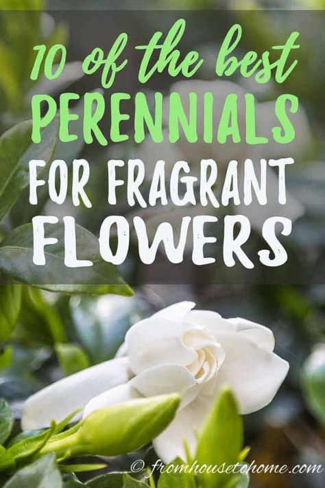 This list of perennials with the most fragrant flowers is awesome! Love all of the shrubs with scented flowers that are perfect for the garden landscaping in front yards or backyards. Flowers Full Sun, Garden Full Sun, Growing Gardenias, Best Smelling Flowers, Full Sun Garden, Full Sun Flowers, Perennials Flowers, Full Sun Shrubs, Gardening Inside