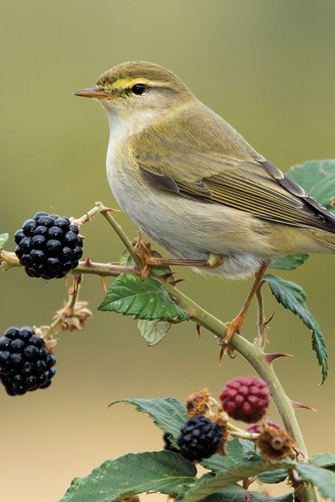 Discover the Willow Warbler, a small bird with a sweet, cascading song. Learn about its habitat, migration, and how to distinguish it from the Chiffchaff. Love Birds Painting, Bird Facts, Painting Flowers Tutorial, Audubon Birds, Bird Migration, Bird Watcher, Bird Perch, Bird Pictures, Bird Drawings