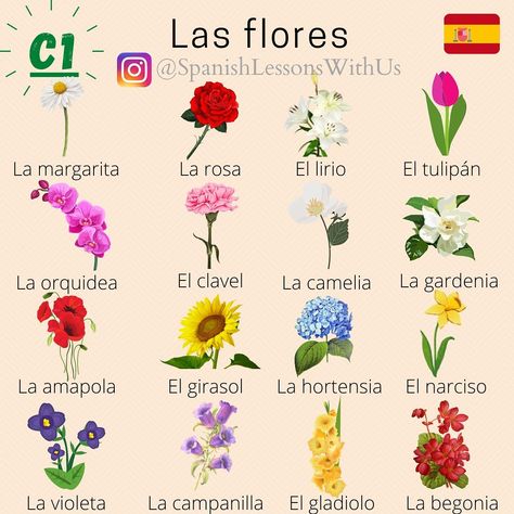 Spanish Flowers, Flowers Name, Spanish Basics, Spanish Names, Study Spanish, Flower Guide, Flower Meanings, Spanish Vocabulary, Gift Inspo