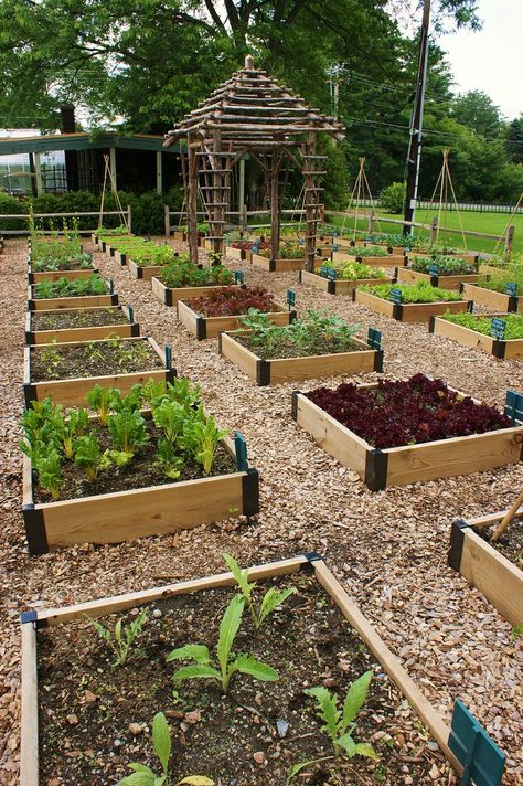 Dream Garden Vegetable, Small Porch, Vegetable Garden Raised Beds, Vegetable Garden Diy, Plants Growing, Backyard Vegetable Gardens, Veg Garden, Home Vegetable Garden, Vegetable Garden Design