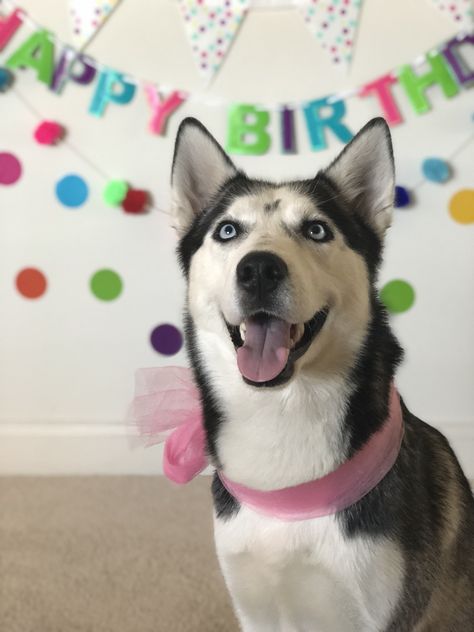 Party Animal Birthday, Themed Birthday Party Ideas, 1st Birthday Celebration, Dog Birthday Party, Siberian Huskies, Party Animal, Themed Birthday Party, Dog Birthday, Animal Birthday