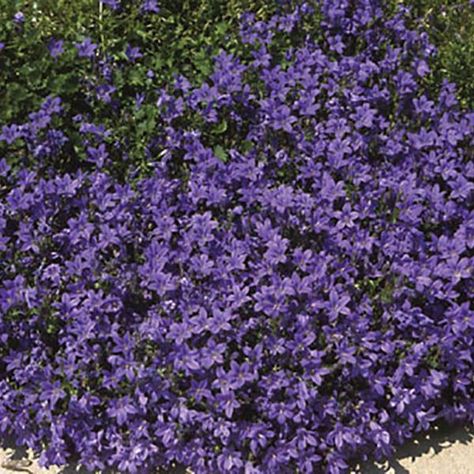 Campanula portenschlagiana Birch Hybrid Campanula Portenschlagiana, Siberian Iris, Creeping Thyme, Rock Gardens, Summer Plants, How To Attract Hummingbirds, Rock Garden, Hummingbirds, Thyme