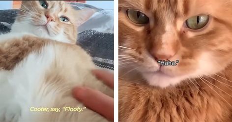 Man Teaches His Cat To Talk (Video) Cat Language, How To Show Love, Cat Owners, Animal Memes, Cat Memes, Funny Animals, Humor, Memes, Animals