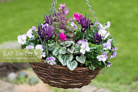 A winter hanging basket planted with Viola cornuta 'Sorbet Pink Wing', Iris reticulata 'J.S. Dijt', autumn cyclamen and ornamental cabbage. Fall Hanging Baskets, Winter Hanging Baskets, Small Ornamental Trees, Hanging Basket Garden, Garden Design Pictures, Saffron Walden, Blueberry Plant, Ornamental Cabbage, Redbud Tree