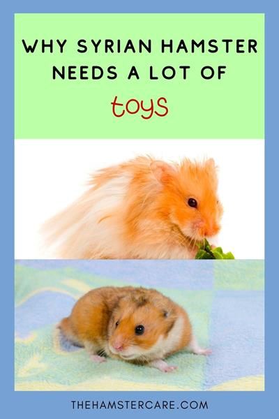 [2023] 9 Safe and Best Syrian Hamster Toys (tips and more) Syrian Hamster Cages, Diy Hamster Toys, Pet Health Record, Hamster Accessories, Hamster Care, Hamster Cages, Hamster Toys, Syrian Hamster, Horse Health