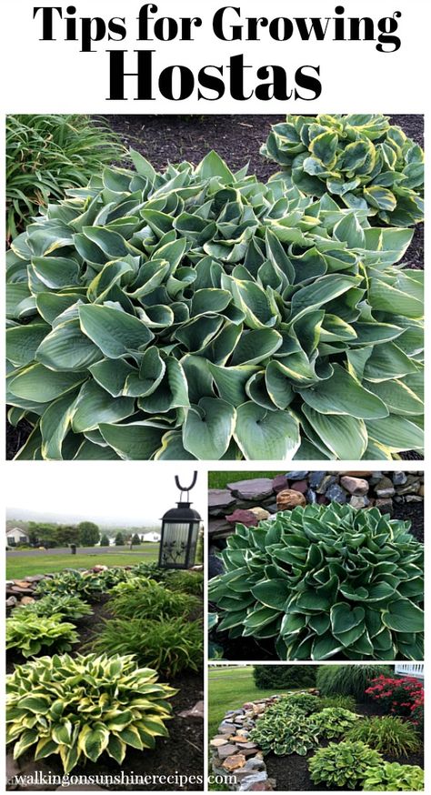 Different Types Of Plants, Shade Garden Plants, Hosta Gardens, Walking On Sunshine, Garden Wallpaper, Beautiful Flowers Garden, Garden Yard Ideas, Landscaping Tips, Front Yard Landscaping Design