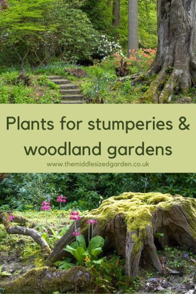 Plants for woodland gardens and stumperies #middlesizedgarden Secret Woodland Garden, Landscaping Edge Of Woods, Woodland Rock Garden, Wild Woodland Garden, Shady Woodland Garden, Small Woodland Garden Design, Wooded Yard Landscaping Ideas, Woods Garden Ideas, Woodland Flower Garden