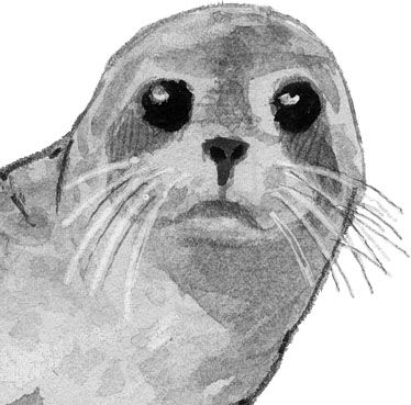 How to Draw Sea Lions, Seals, and Otters oh my! (video) Sea Lion Art, Redmer Hoekstra, John Muir Laws, Draw Sea, Ocean Drawing, Lion Sketch, Face Structure, Lion Drawing, Cute Seals