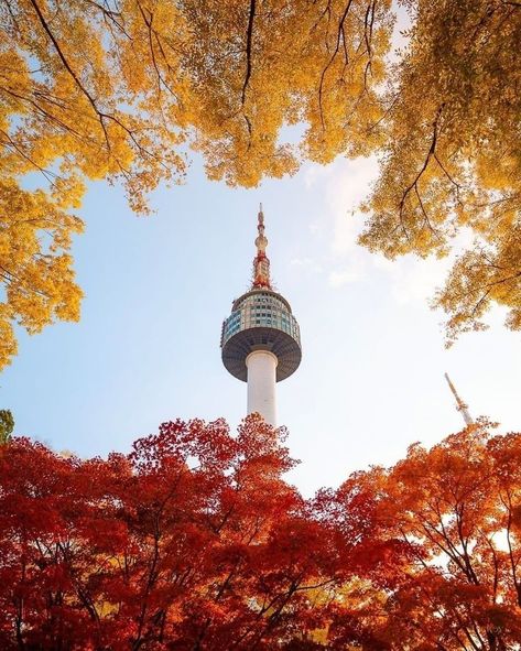 Namsan Park is one of the best place to enjoy autumn season in Seoul as it's covered by colorful trees that makes this park becoming more romantic and beautiful.

📹@pic._.key
📍Namsan park, Seoul, South Korea Landscape
🌍Link in bio for info about korea!

#namsantower #nseoultower #namsanpark #fallfoliage #fallleaves #fallseason #fallseasons #korealandscape #korean #korea#southkorean #southkorea #visitkorea #ongooglemaps #travelkorea#explorekorea #wheninkorea #passportlife #travelasia#cnntravel South Korea Destinations, South Korea Landscape, Korea Landscape, Autumn In Korea, Namsan Tower, About Korea, Tower Falling, Korea Wallpaper, Korea Travel