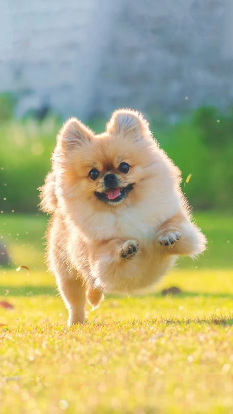 Hyper Dog, Puppies Near Me, Cute Pomeranian, Dog Behavior Problems, Pomeranian Dog, Pomeranian Puppy, Pitbull Puppies, Work At Home, Small Dog Breeds