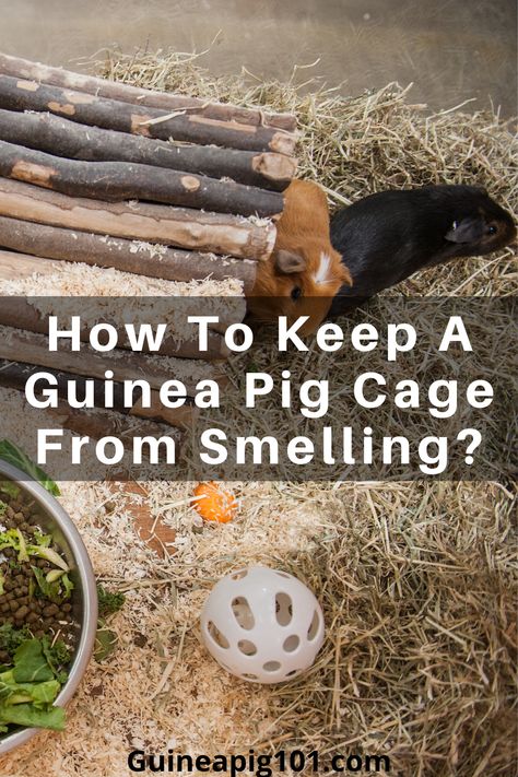 Guine Pig Aesthetic, Guinea Pig Treats, Gineau Pig Cage Ideas, Guinea Pig Diy Hideouts, Gineau Pig Cage Ideas Diy, Guinea Pig Enclosure Ideas, Guinea Pig Outdoor Enclosure, Guinea Pig Enrichment, Outdoor Guinea Pig Habitat