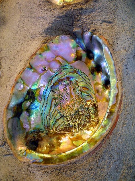 Shell Fireplace, Crystal Seashells, Faberge Jewelry, La Jolla California, Natural Structures, Ocean Rocks, Paua Shell, Encaustic Painting, Shell Art