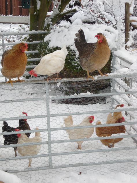 Mash For Chickens, Chicken Mash, Farm Chickens, Winter Farm, Mash Recipe, Keeping Chickens, Free Range Chickens, Chickens And Roosters, Chicken House