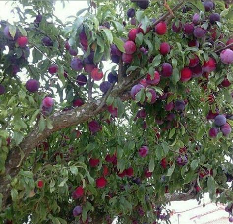 Plum Tree Aesthetic, Plums Aesthetic, Slay Images, Plum Aesthetic, Plum Orchard, Plum Trees, Space Dust, Purple Fruit, Plum Fruit