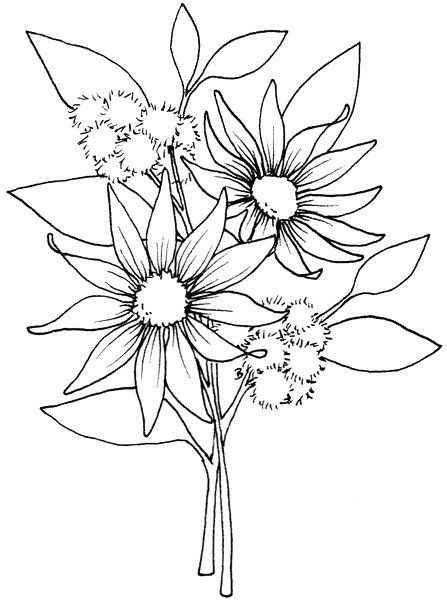 Beccy's Place: Flannel Flowers Flannel Flower, Australian Flowers, Australian Native Flowers, Pola Sulam, Flower Coloring Pages, Digi Stamps, Kirigami, Coloring Pictures, Digital Stamps