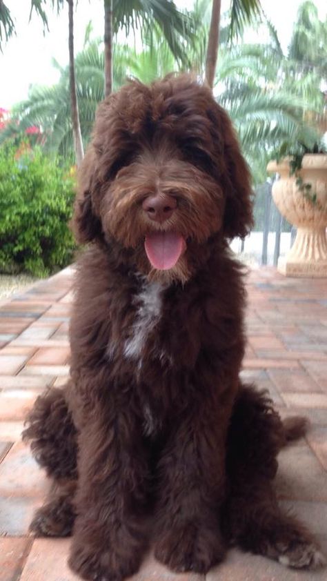 Nothing better than Chocolate for Valentines day!  :)  Moss Creek Goldendoodles Chocolate Goldendoodle, Cute Goldendoodle, Labradoodle Grooming, English Goldendoodle, Chocolate Labradoodle, Mini Goldendoodle Puppies, Goldendoodle Puppy For Sale, Goldendoodle Puppies, Australian Labradoodle