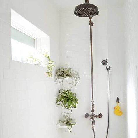 Air plants Plants In The Shower Bathtubs, Shower Plants, Trendy Plants, Trendy Apartment, Indoor Window, Bathroom Plants, Gorgeous Bathroom, Plants Indoor, Bathroom Windows