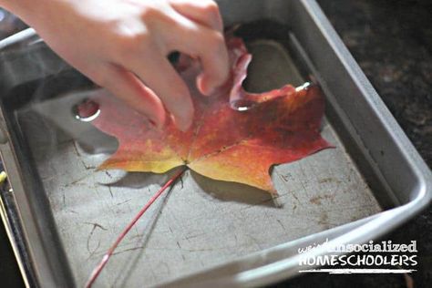 How to Preserve Fall Leaves Fall Leaves Crafts For Adults, How To Dry Leaves, Diy Leaves Decoration, Leaf Preservation, Preserving Fall Leaves, Preserving Leaves, Preserve Fall Leaves, How To Preserve Leaves, Preserve Leaves