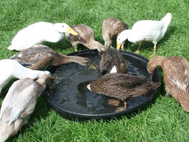 Indian Runner Ducks, Duck Houses, Runner Ducks, Duck House, Small Farm, 404 Error, Beautiful Birds, Ducks, Farm Animals