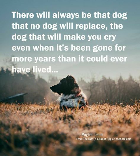 And if you're a real animal lover, there will be many creatures that will make you cry long after they're gone. My Dog Saved Me Quotes, Dogs Quotes, Miss My Dog, Dog Poems, Dog Quotes Love, Dog Best Friend, Pet Remembrance, Make You Cry, Quotes Love