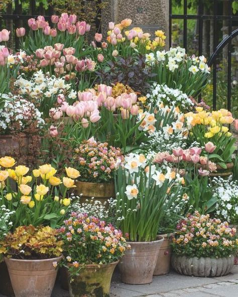 Tulip Garden Ideas Front Yards, Container Tulips, Potted Bulbs, Farmer Florist, Spring Bulbs Garden, Tulips Arrangement, Front Gardens, Garden Bugs, Tulips Garden