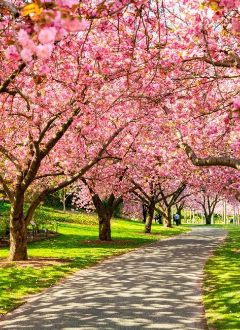 15 ENJOYABLE Things to Do in Central Park (The Happy Local) New York City In March, Spring Central Park, Central Park In Spring, Central Park Nyc Summer, Nyc Cherry Blossoms, Central Park Cherry Blossoms, New York In March, New York Central Park, New York Weather