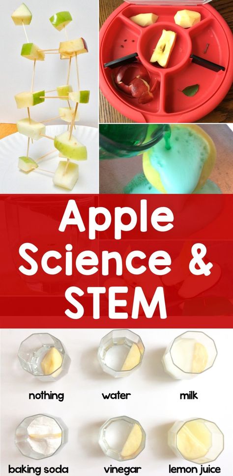 Apple Science Experiments & STEM Activities - Lessons for Little Ones by Tina O'Block Apple Science Experiments, Apple Science, Stem Activities For Kids, Fall Science, Apple Lessons, Apple Preschool, Preschool Stem, Apple Unit, Apple Stem