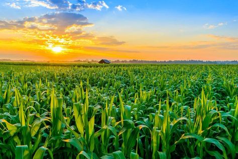 Crop Production And Management, Agriculture In India, Importance Of Agriculture, Lahan Pertanian, Corn Crop, Ikan Air Tawar, Crop Farming, Growing Corn, Agricultural Sector