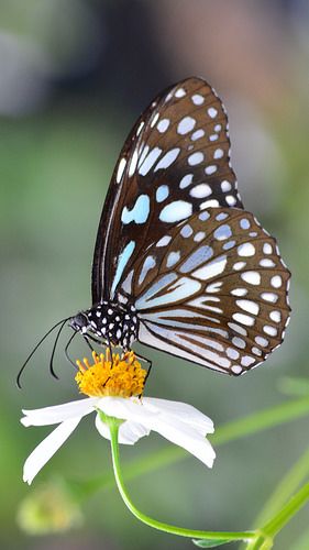 Tiger Butterfly, Photo Papillon, Brown Butterfly, Moth Caterpillar, Butterfly Species, Flying Flowers, 강아지 그림, Blue Tiger, Butterfly Photos