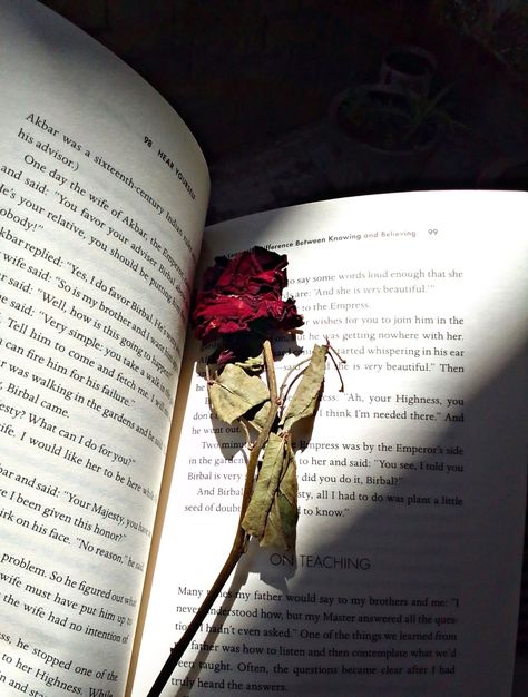 Dry Rose In Book, Brown Hair Cartoon, Black Flowers Wallpaper, Zade Meadows, Dry Rose, Funny Snapchat Pictures, Alpona Design, Poetry Photos, Roses Book