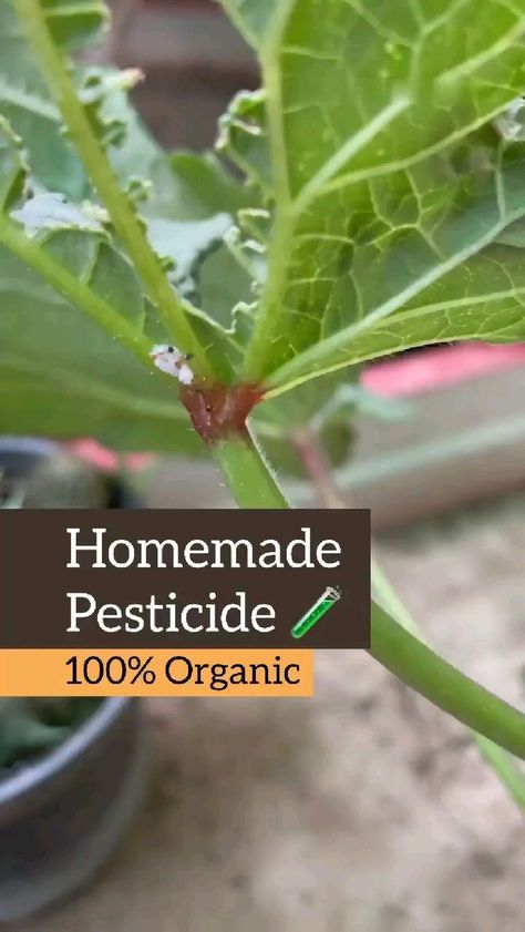 Organic Pesticide For Garden, Homemade Pesticide For Plants, Diy Pesticide For Plants, Natural Insecticide For Plants, Diy Pesticide For Vegetables, Natural Pesticide For Vegetables, Natural Pesticides For Garden, Garden Small Space, Pesticides For Plants