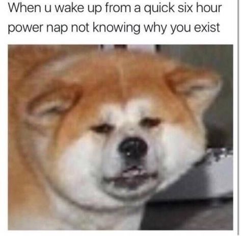 Funny Dog Memes, Power Nap, Memes Br, Funny Animal Memes, What’s Going On, Funny Animal Pictures, Dog Quotes, Dog Memes, Animal Memes