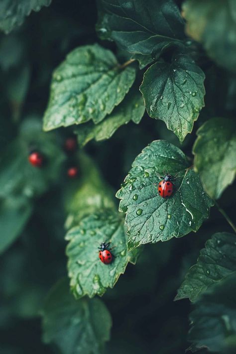 ladybugs as natural pesticide in backyard garden Ladybug Habitat, Lacewings, Natural Pesticides, Organic Pesticide, Garden Bugs, Grow Together, Pesticides, Grow Your Own, Backyard Garden