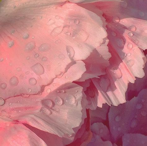 <3 #soft #pastel #dew #flower #petal #raindrops #pale #pink #colors #F4F #FF #L4L #instafollow Pixie Hollow, Pastel Pink Aesthetic, Aesthetic Grunge, Aesthetic Vintage, Pastel Aesthetic, Aesthetic Backgrounds, Aphrodite, Aesthetic Photography, Pink Flower