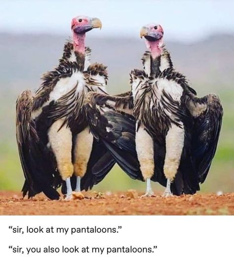 Vulture culture Funny Bird Pictures, Tao Te Ching, Vulture Culture, Funny Birds, Bird Pictures, Birds Tattoo, Wildlife Animals, Animal Tattoos, Funny Animal Pictures