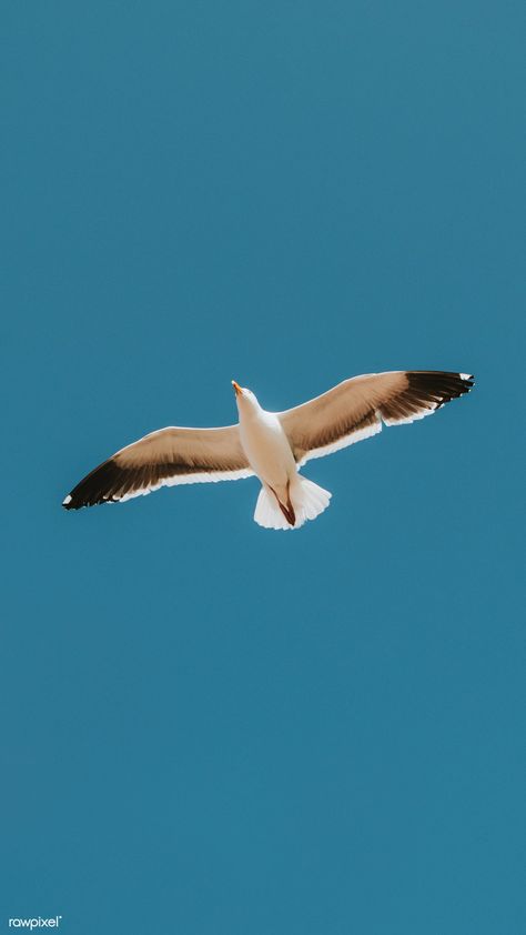 Flying seagull in a blue sky mobile phone wallpaper | free image by rawpixel.com / Teddy Rawpixel Albatross Wallpaper Aesthetic, Seagull Images, Albatross Wallpaper, Seagulls Aesthetic, Seagull Aesthetic, Seagull Wallpaper, Fly Wallpaper, Flying Seagull, Seagulls Flying