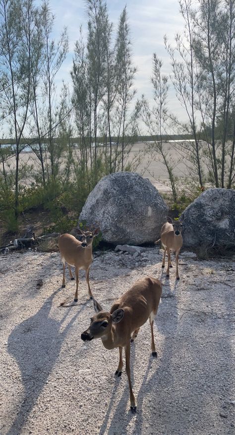 Keewaydin Island Florida, White Tale Deer, Piebald Whitetail Deer, Key Deer, Deer Island Japan, White Tailed Deer Fawn, Fl Keys, Island Living, Whitetail Deer