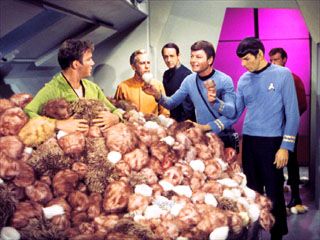 The Trouble With Tribbles Star Trek Tribbles, Star Trek Kirk, Deforest Kelley, Superhero Texts, Carpet Diy, Alternate Realities, Animal Funnies, Paddy Kelly, Star Trek Funny