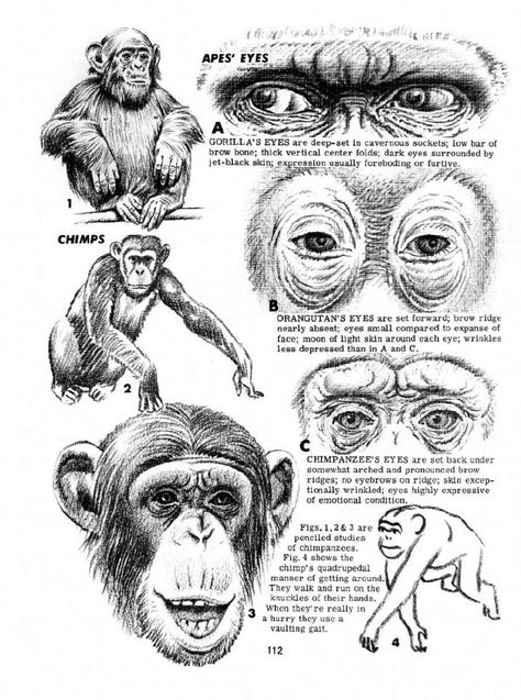 Monkey Anatomy, Animal Drawings, How To Draw Animals, Draw Animals, Animal Anatomy, Baboon, Art Instructions, Arte Animal, Primates