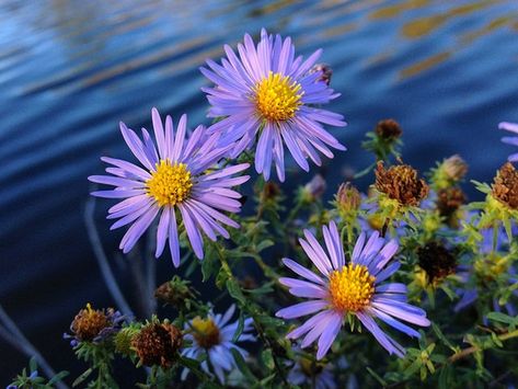 Symphyotrichum oblongifolium (Aromatic Aster, Eastern Aromatic Aster) | North Carolina Extension Gardener Plant Toolbox Aromatic Aster, Nc State University, Pollinator Plants, American Landscape, Fall Fruits, Pollinator Garden, Common Names, Leaf Coloring, Butterfly Garden