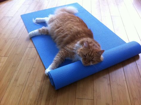 Credit: FranIndigo/GuardianWitness Cat relaxation: 'It's very important to have the right mat for cat yoga' Cat Pose Yoga, Guided Relaxation, Yoga Cat, Yoga Illustration, Yoga Kit, Cat Yoga, Cat Pose, Cat Nap, Yoga Studio