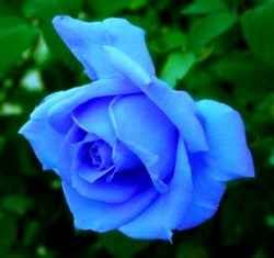 I Love Blue Roses Black Rose Flower, Light Blue Roses, China Rose, Rose Seeds, Rainbow Roses, Purple Rose, Beautiful Rose Flowers, Blue Roses, Exotic Flowers