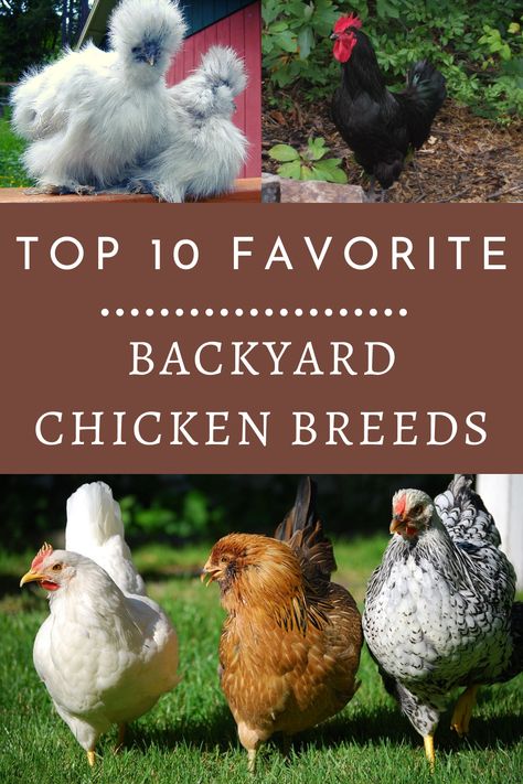 Chickens Garden, Chickens Backyard Breeds, Backyard Hens, Oklahoma Living, Attainable Sustainable, Urban Chicken Farming, Laying Chickens, Chicken Care, Chicken Manure