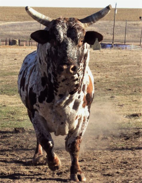 Winter Cowgirl, Bull Pictures, Bucking Bulls, Longhorn Cattle, Bull Cow, Bull Riding, Wild Creatures, Book Ideas, Country Life