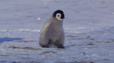 https://i.pinimg.com/originals/ab/00/6d/ab006df4693c3452e0f99ff93925c02d.gif Funny Animal Clips, Pet Raccoon, Sweet Christmas, Cute Penguins, Funny Animal, Christmas Present, Aesthetic Anime, Penguins, On Demand