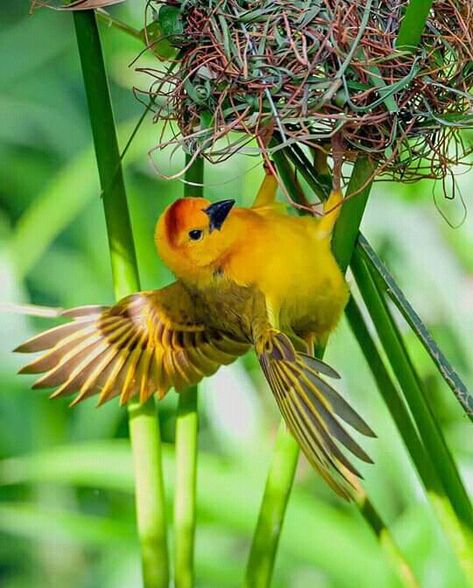 Weaver Bird, African Savannah, The Weaver, Bird Species, Tanzania, Beautiful Birds, Kenya, Savannah, Savannah Chat